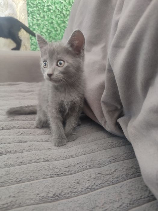 Отдам котят 1.5 мес