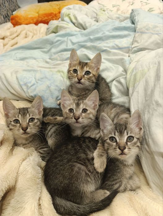Отдам котят бесплатно
