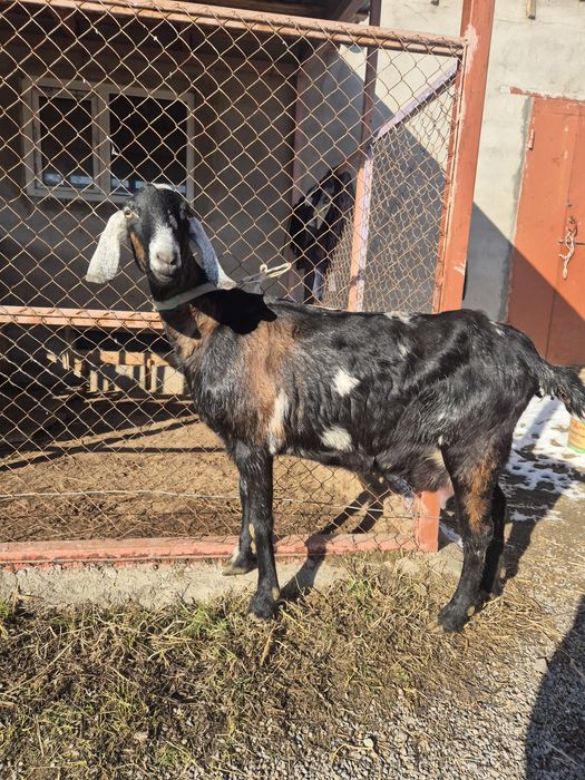 Козы англонубийские