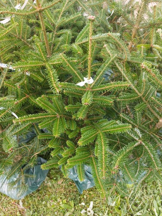 Brazi Abies fraseri cu balot de pamant- calibru 60-80 cm