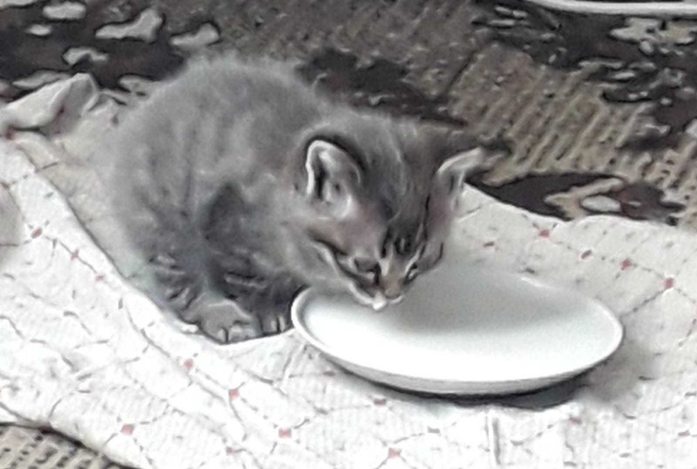 Отдам котят в добрые руки