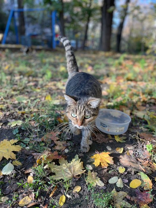 Отдадим кошку в любящий дом