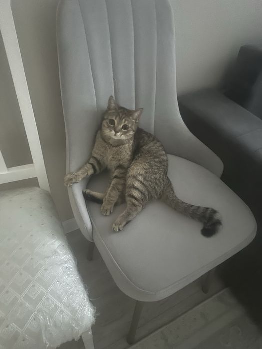 Нужет кот для вязки Жезказган прямоухи шотланский