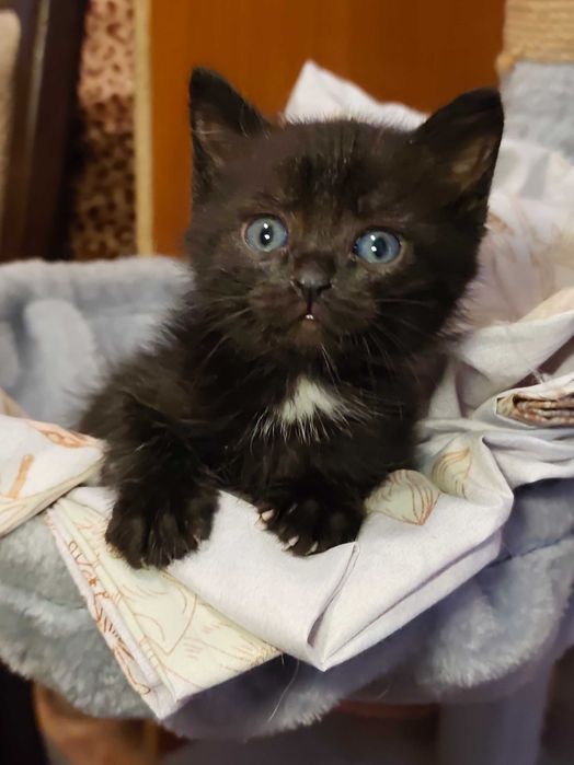Котята 1,5 месяца ищут дом