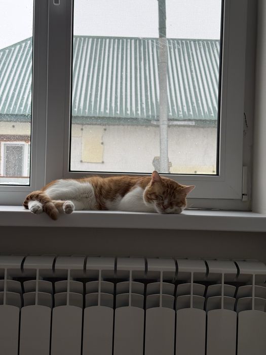 Мысық мейірімді жанға беріледі