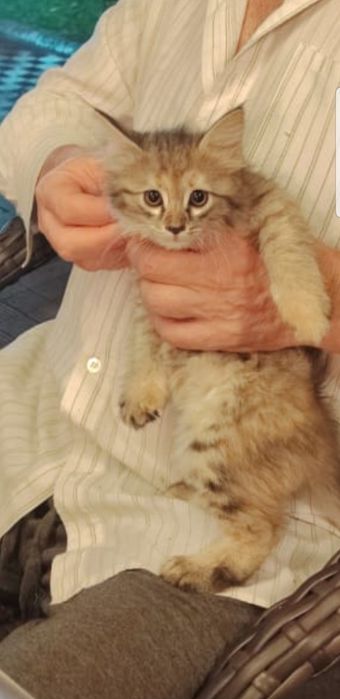 Отдам бесплатно котят