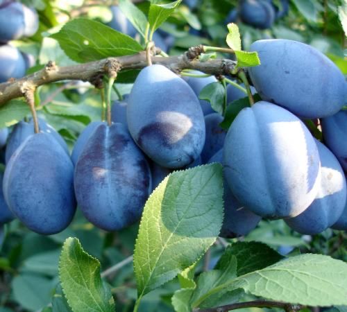 Vand prune pentru tuica Anna Spath