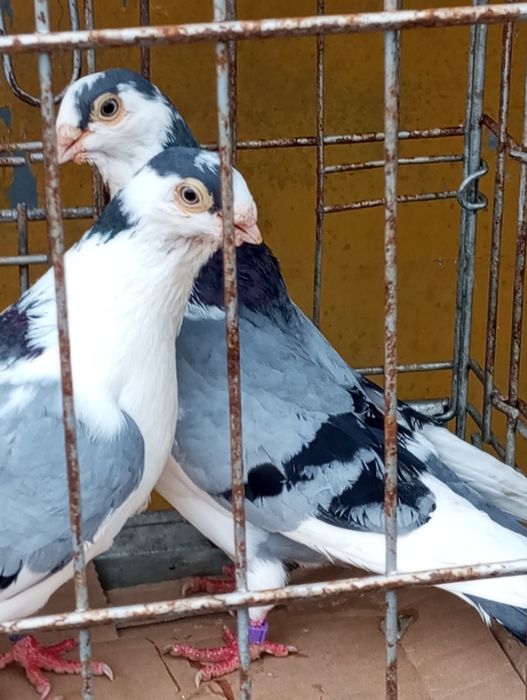 Vând porumbei Galateni pe negru și albastru