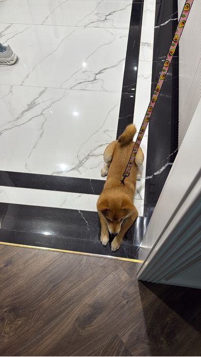 Продам Щенка Сиба Ину