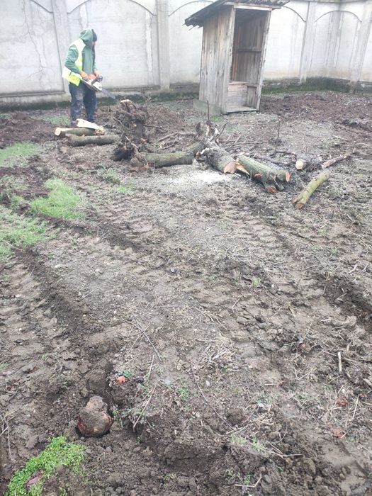 Executam defrisari scoatem copaci cu rădăcină debarasam