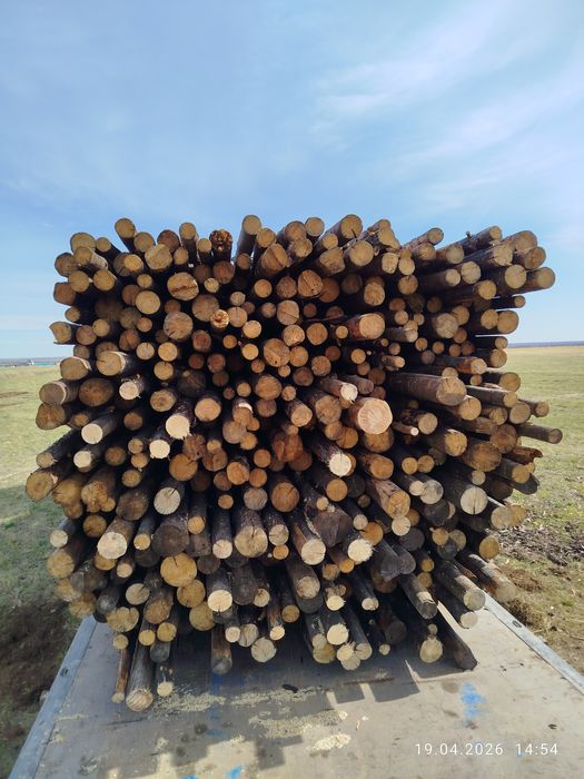 Кругляк,Борене,Балка,Сосна