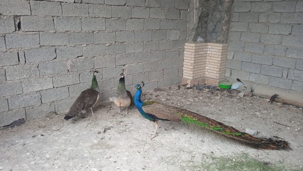 Товус павлины сотилади