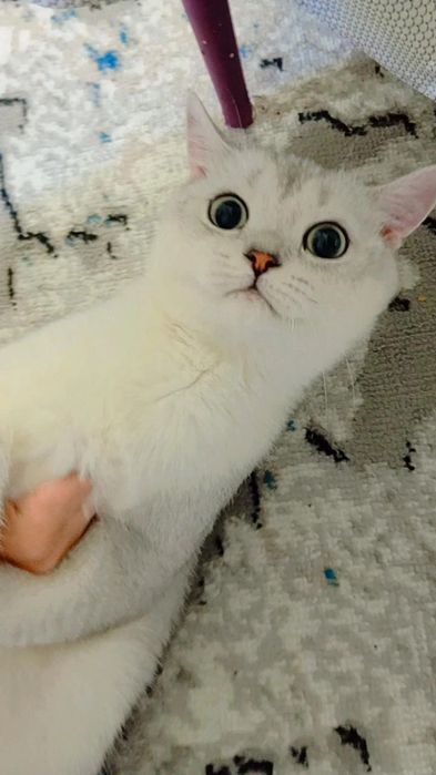 Продам чистоплотного, чистокровного котика 8 мес серебристую шиншиллу