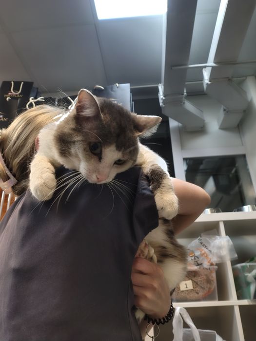 Котик в добрые руки