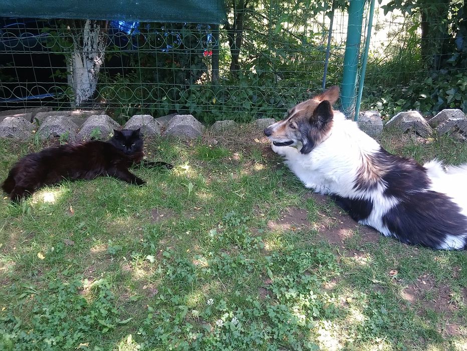 Вила -Замяна! 3 км от гр.Банкя!