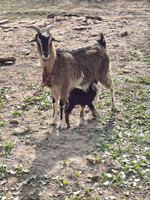 Echki sotiladi paroda