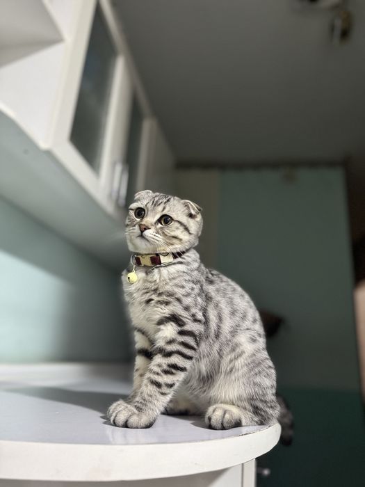 Серебрянский шиншилла