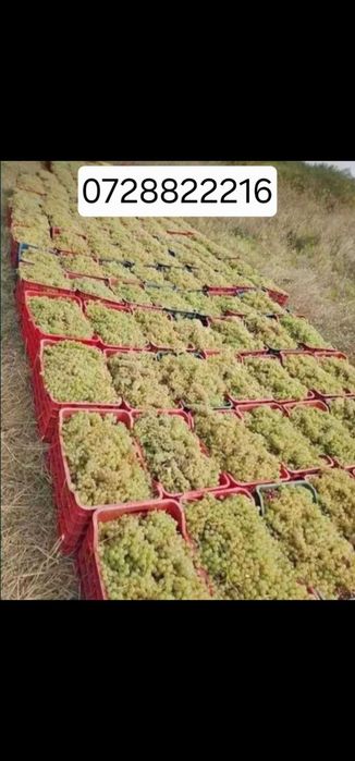 Struguri pentru vin productie 2026