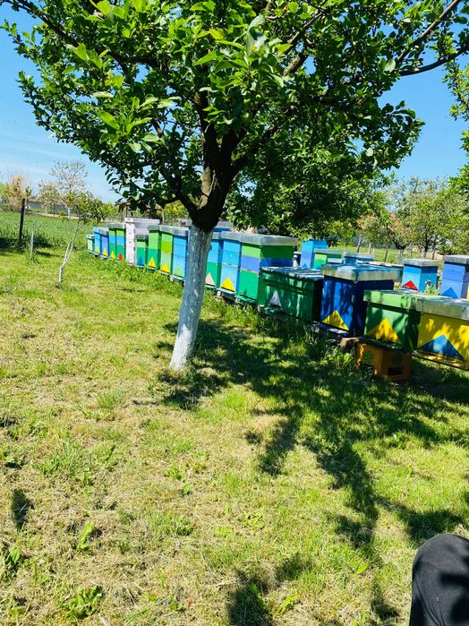 Vând stupina Pt mai multe detalii în privat