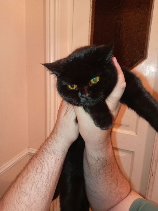 Продам кошку скотиш страйт чёрный