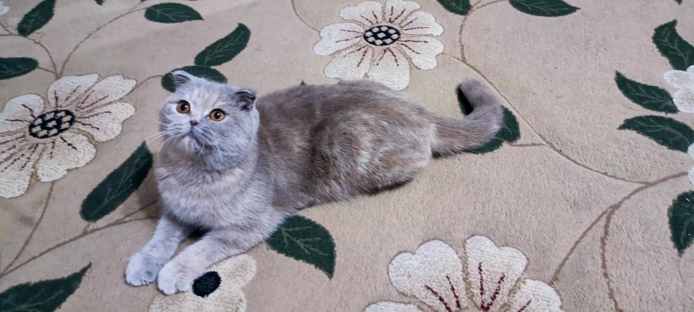 Сотилади Скоттиш фолд