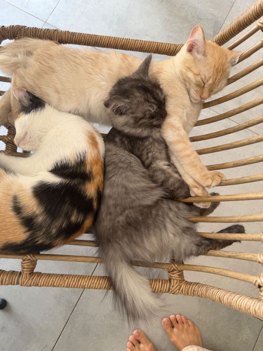 Отдадим котят в добрые руки.