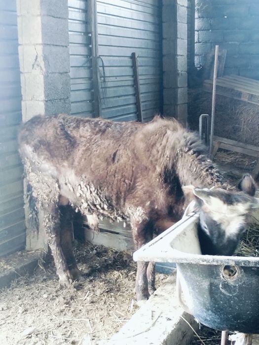 Бұқа Өгіз сатылады