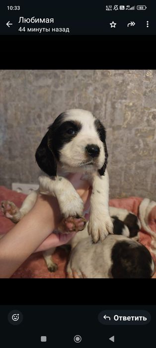 Щенки русский спаниель