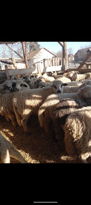 Vând 44 de berbecuți