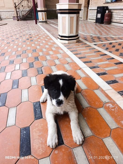 Chupon kuchuk 1.5 oylik erkak