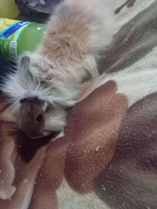 Декоративни зайчета