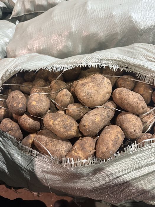 Продам Картофель от Кх