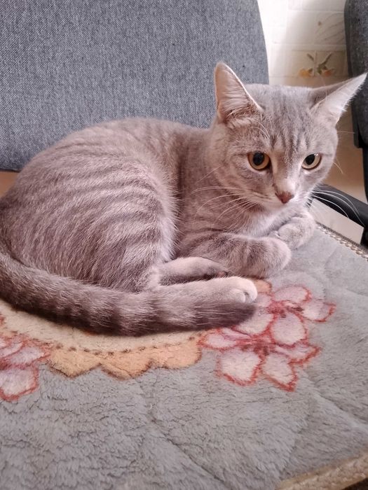 Отдам кошку в частный дом