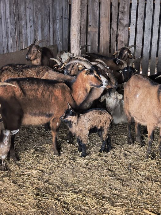 Capre metis de alpina