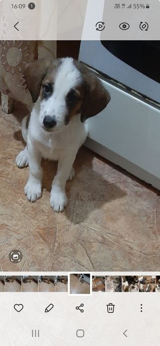 Щенки в добрые руки