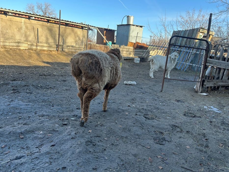 Тоқты  сатылады.