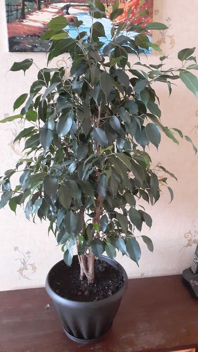 Фикус  Бенжамина в горшке