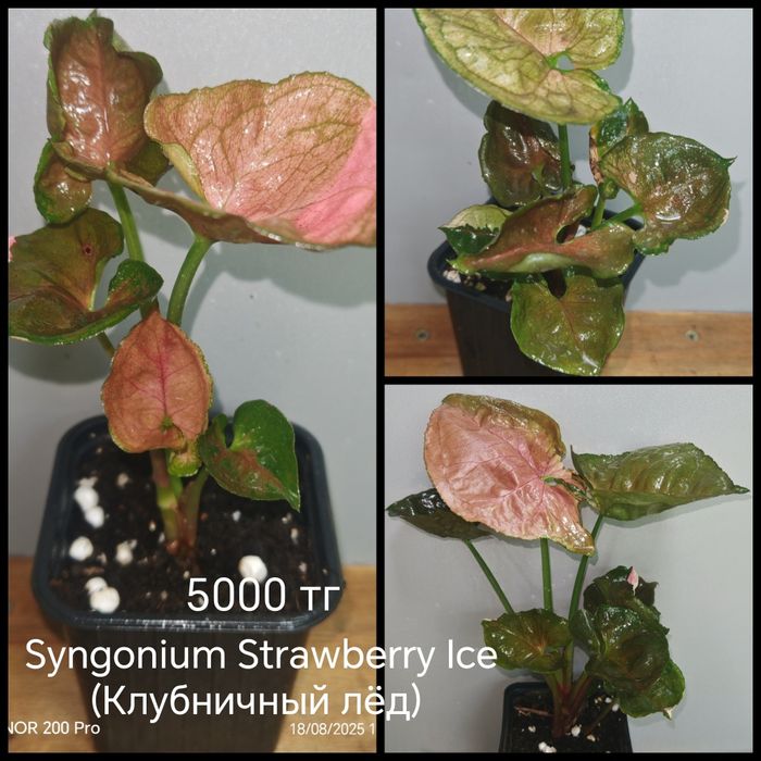 Комнатные цветы.