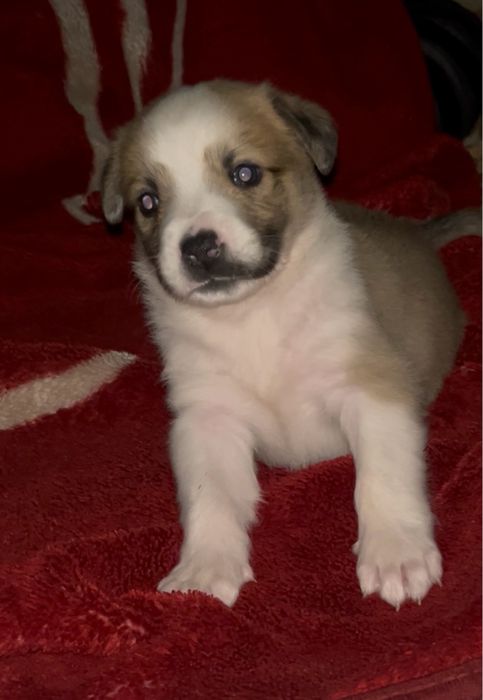 Отдам щенка питбуля