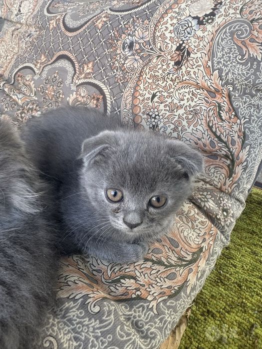 Srochna Scottish fold mushukchalar sotiladi Sovuqda qop ketishvoti