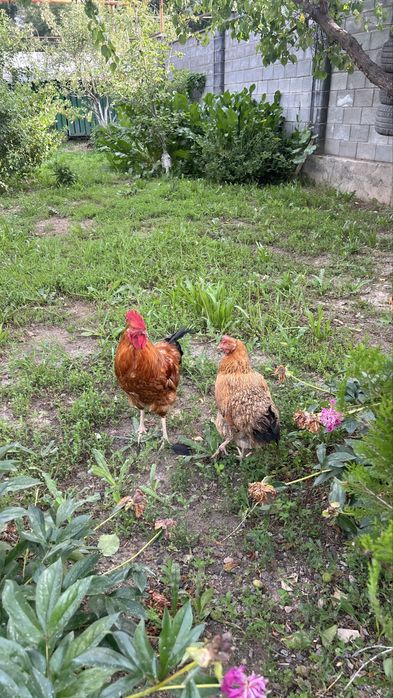 Продам кур кученских.