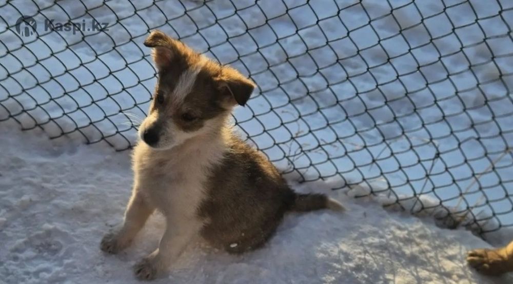 Отдам щенка мелкого