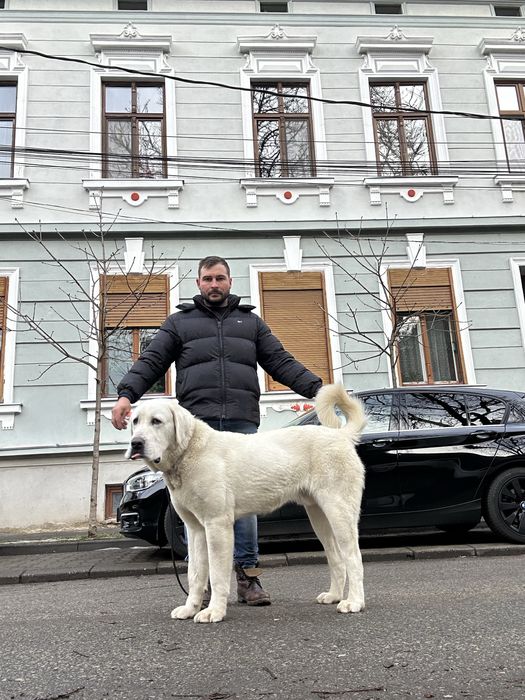 Ciobanesc de Asia Centrala