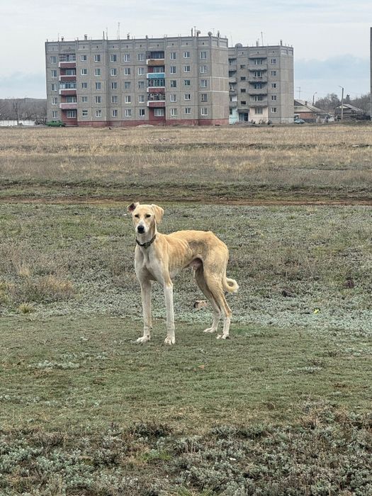 Тазы сатылат Жаргак