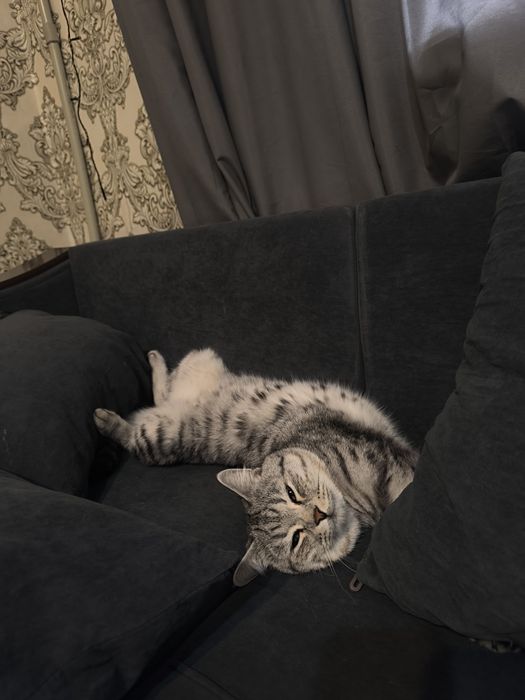 Отдаем кота в добрые руки