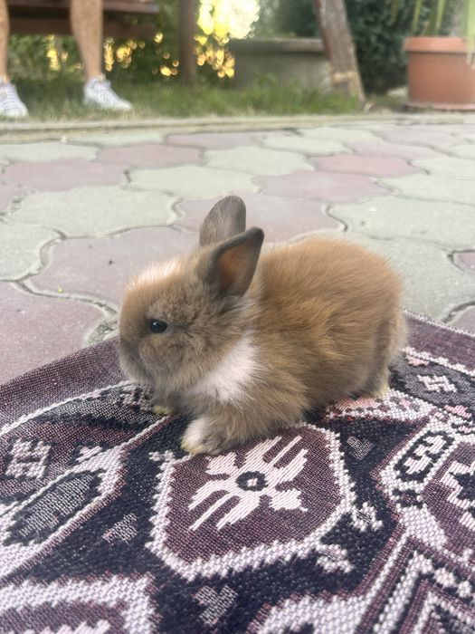 Vand iepurasi de casa