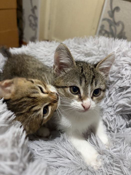 Котята в добрые руки мальчики