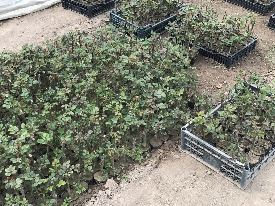 Atirgul koʻchatlari sotiladi!!!