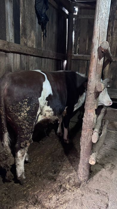 Продам бычка с откорма