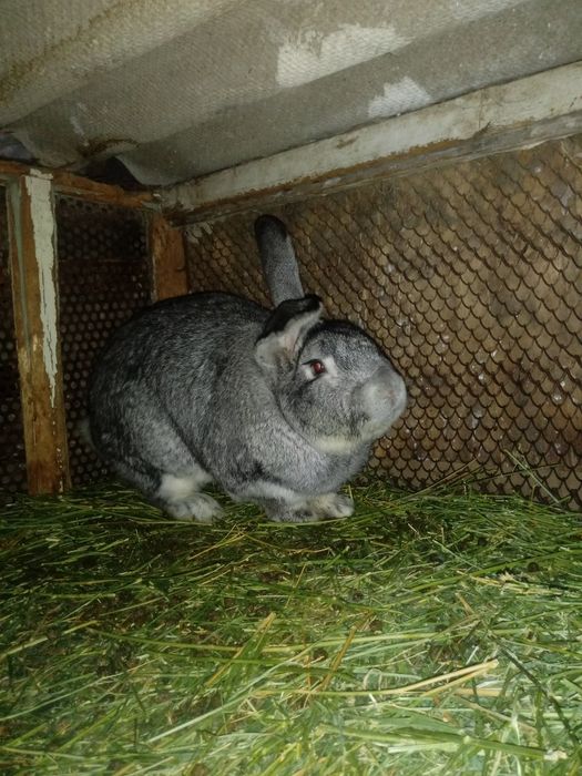 Кролики виликаны